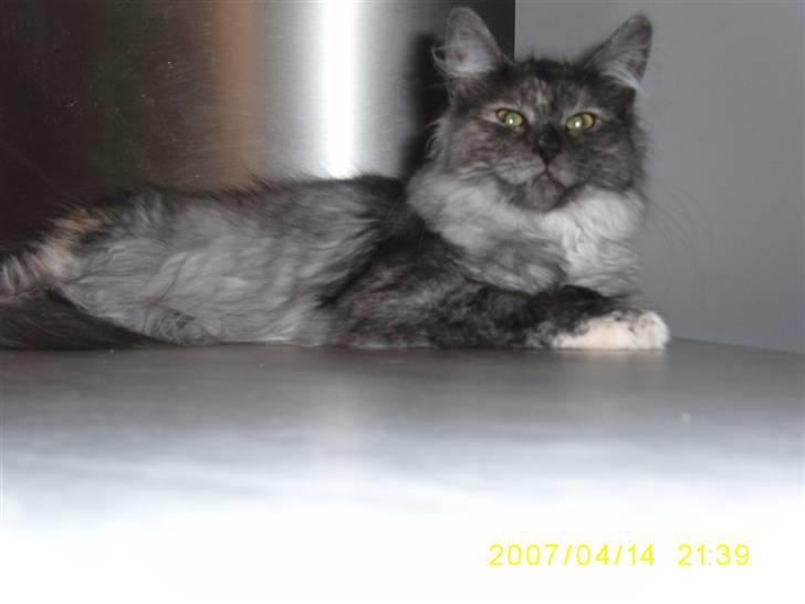 Norsk Skovkat Dk Mazjan's Jamilla  billede 12