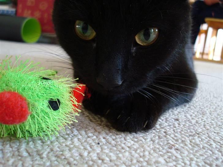 Huskat Maggie - ynglings legetøj. :D billede 7