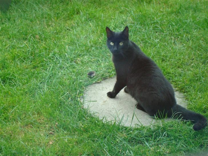 Huskat Maggie - Hva´ tror du lige du laver? billede 8