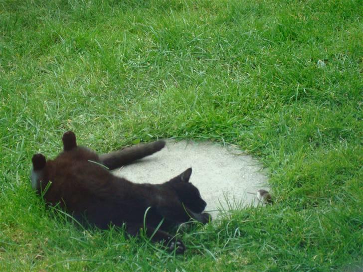 Huskat Maggie - Ååårgh, det er bare luxus det her! FIND MUSEN :D billede 9