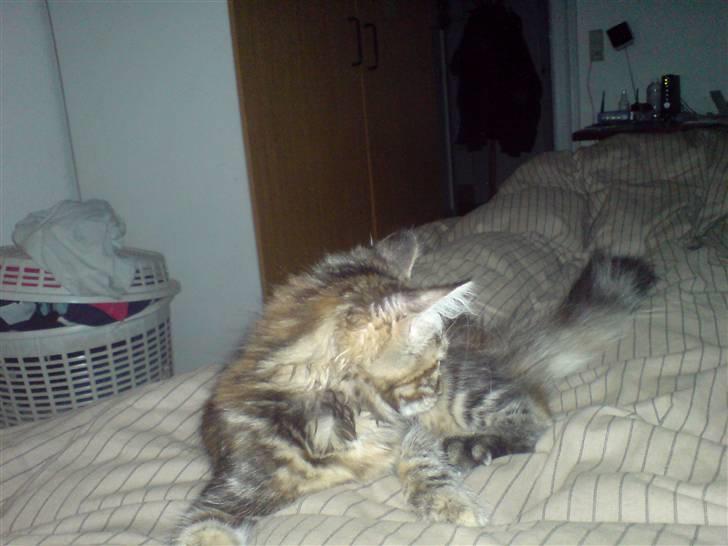 Blanding af racer Misser / Kitty billede 13