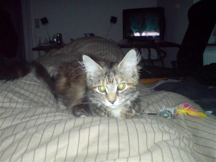 Blanding af racer Misser / Kitty billede 14