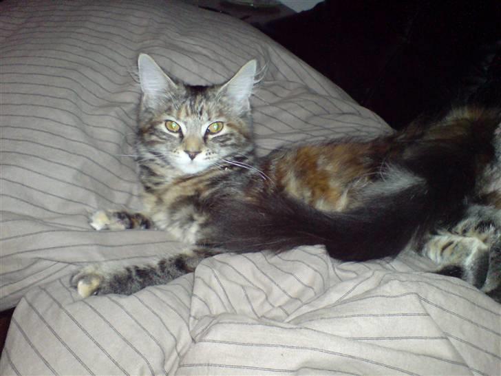 Blanding af racer Misser / Kitty billede 15