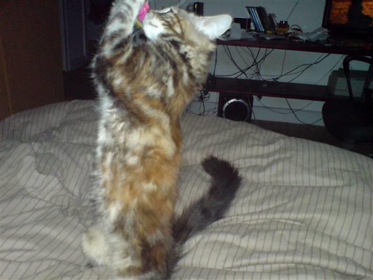 Blanding af racer Misser / Kitty billede 16