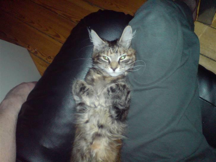 Blanding af racer Misser / Kitty billede 17