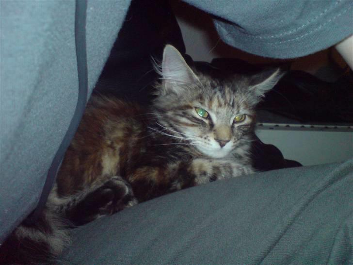 Blanding af racer Misser / Kitty billede 18