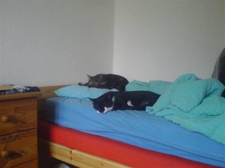 Huskat Pelle - mig og trunte putter billede 1