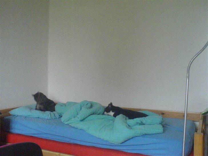 Huskat Pelle - putter stadig billede 2