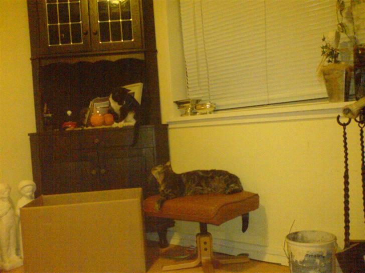 Huskat Pelle - hej trunte - gider du lege billede 3