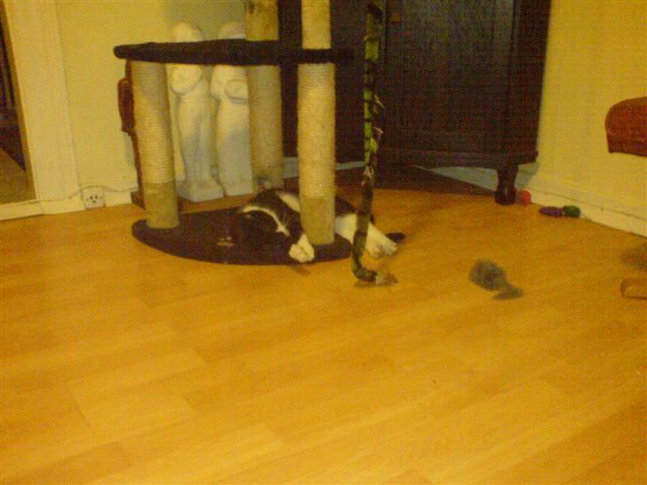 Huskat Pelle - mit mit billede 4