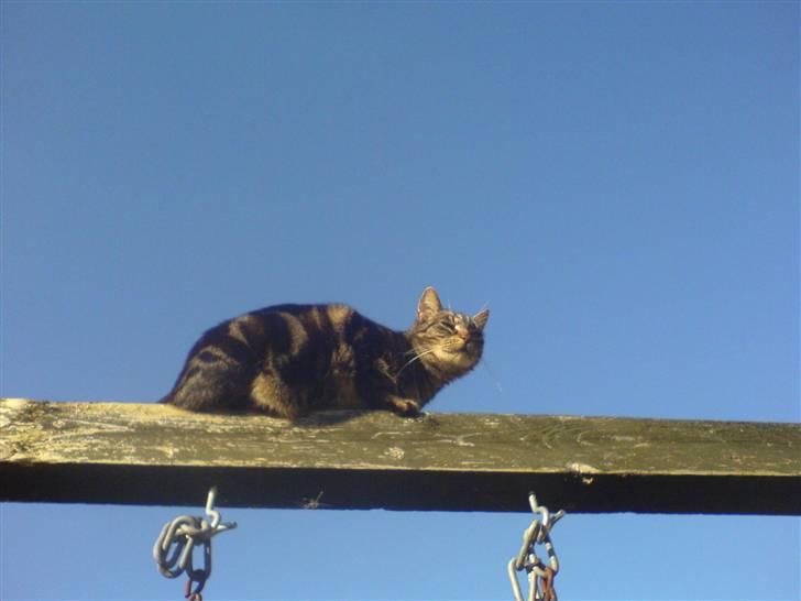 Huskat Trunte - halløj billede 9