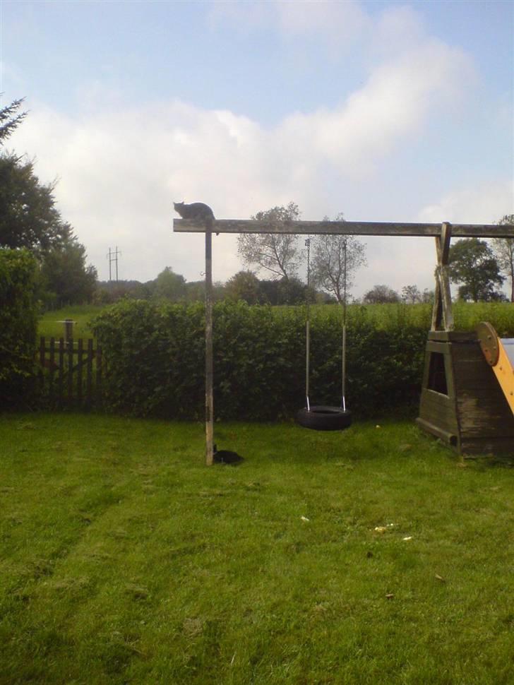 Huskat Trunte - god udsigt - og fred for pelle billede 10