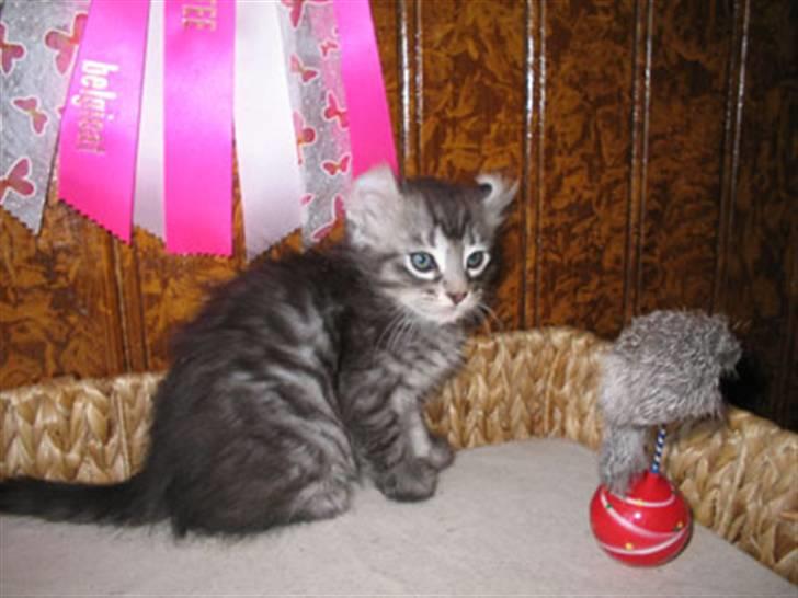 American Curl Some kind of magic Flying - American Curl billede 1