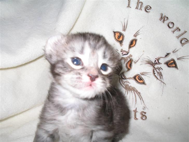 American Curl Some kind of magic Flying billede 3