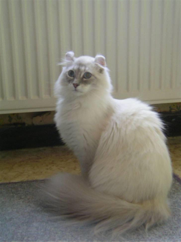 American Curl Fantasy curls Kenaya billede 1