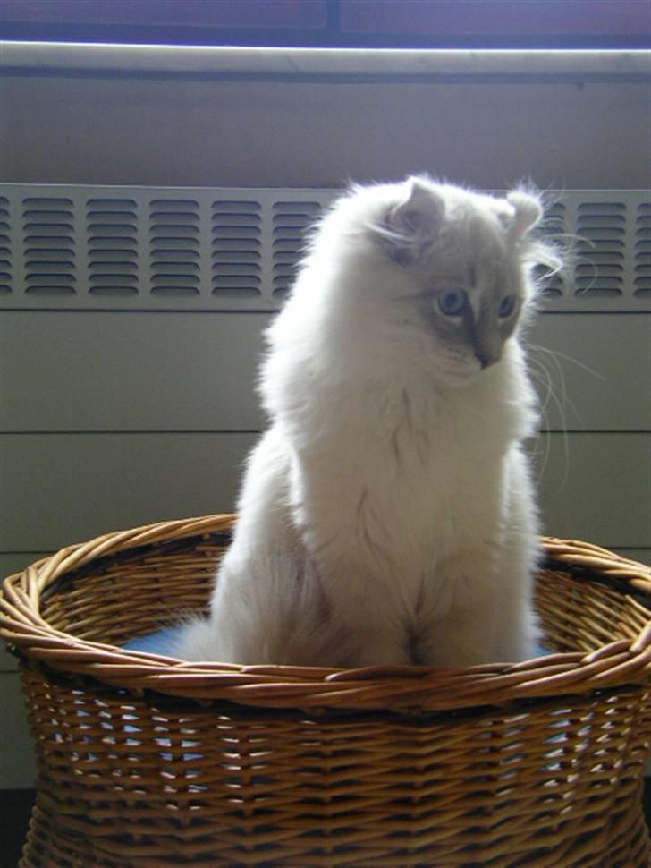 American Curl Fantasy curls Kenaya billede 3