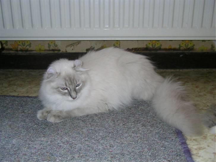 American Curl Fantasy curls Kenaya billede 4