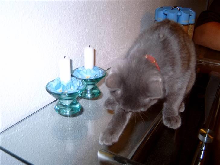 Blanding af racer Mitzie billede 16