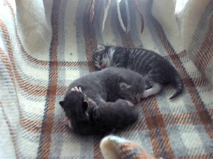 Blanding af racer Mitzie billede 17