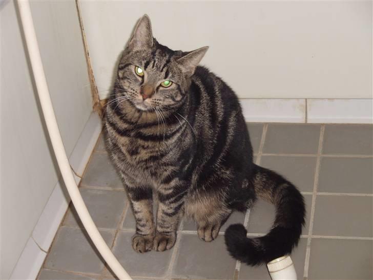 Huskat Bella - tænder du ikke lige for vandet, mor? billede 3