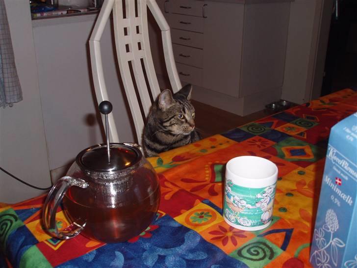 Huskat Bella - er der noget spændende heroppe til mig mon... billede 4