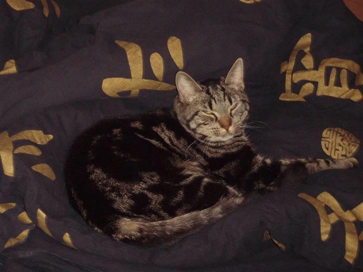 Huskat Bella billede 5