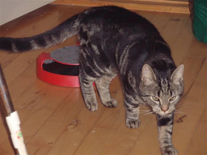 Huskat Bella billede 6