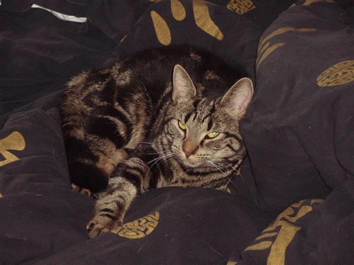 Huskat Bella billede 7