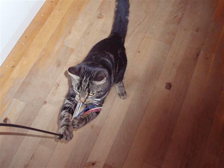 Huskat Bella billede 8