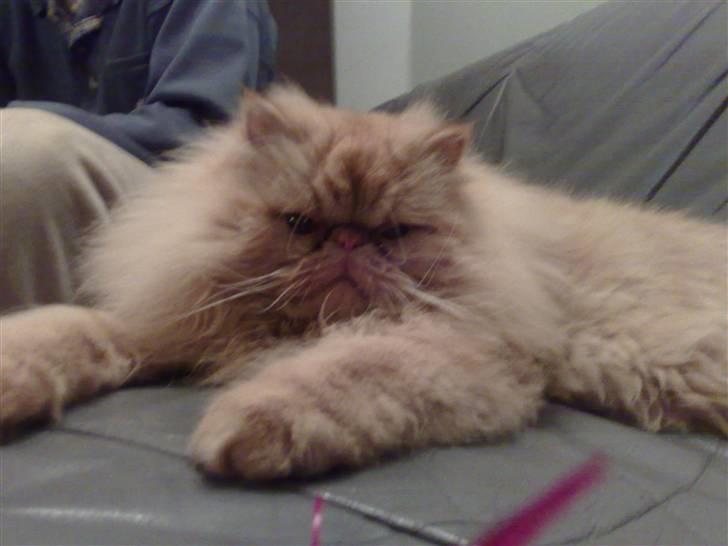 Perser AA    (Dior) billede 6