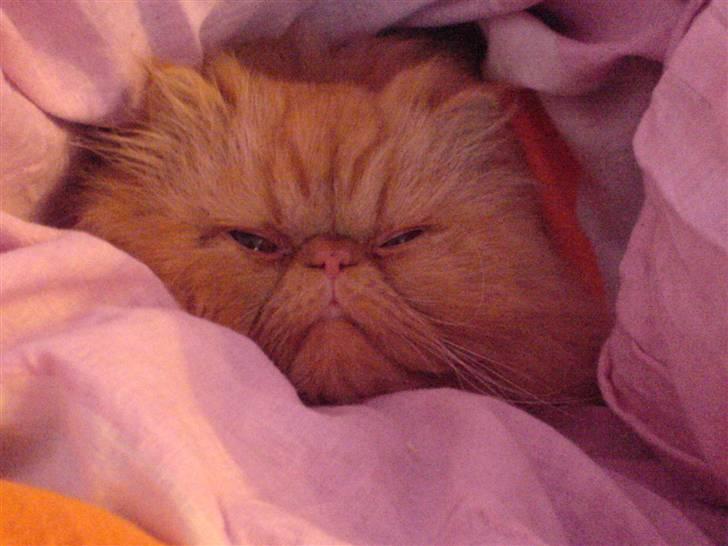 Perser AA    (Dior) billede 7