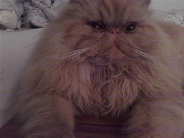 Perser AA    (Dior) billede 8