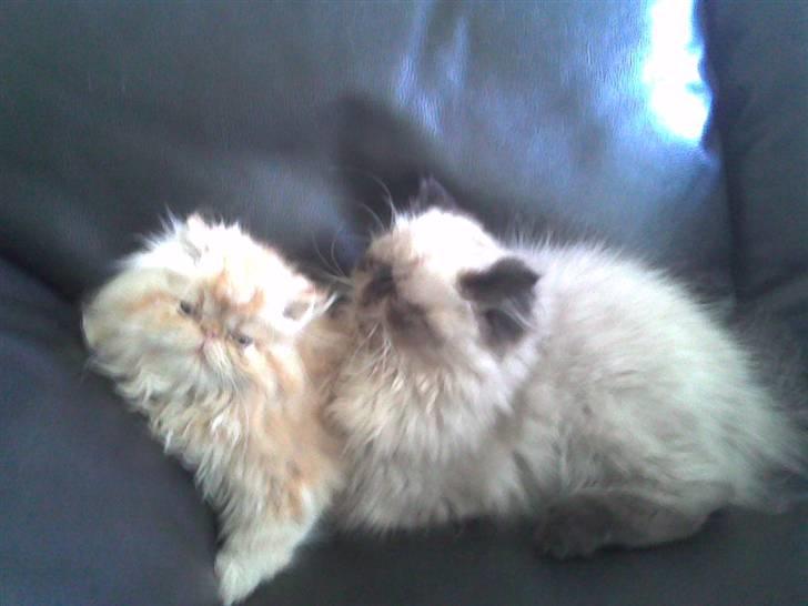 Perser AA    (Dior) billede 9