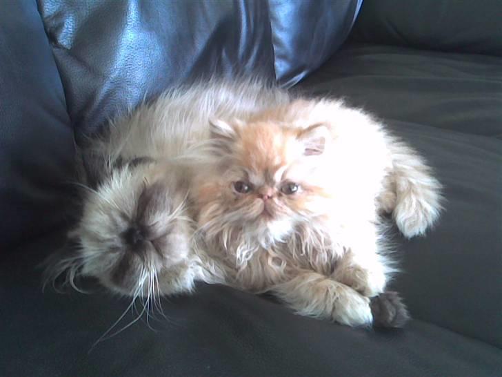 Perser AA    (Dior) billede 10