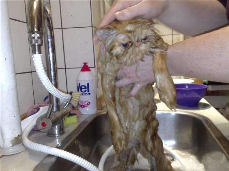 Perser AA    (Dior) billede 12