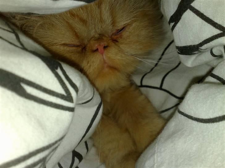 Perser AA    (Dior) billede 13