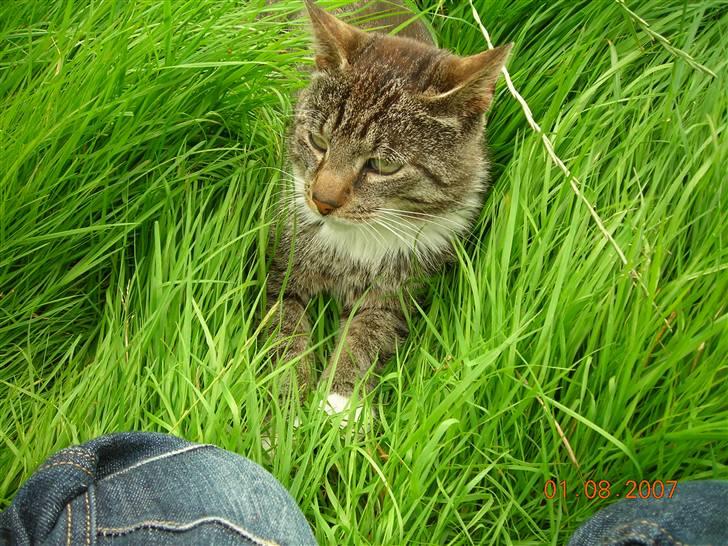 Huskat janosch billede 1