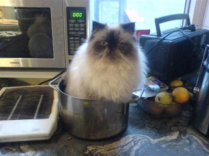 Colorpoint Ace Damion billede 6