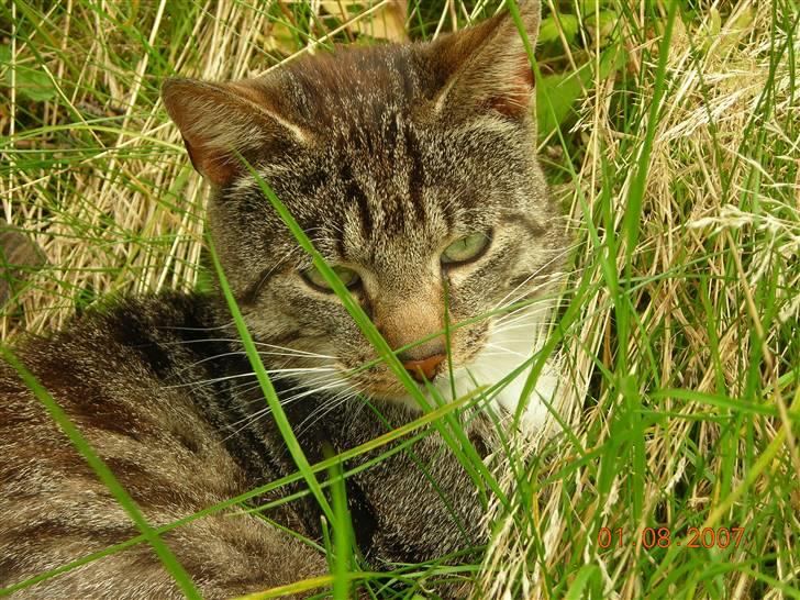 Huskat janosch billede 2