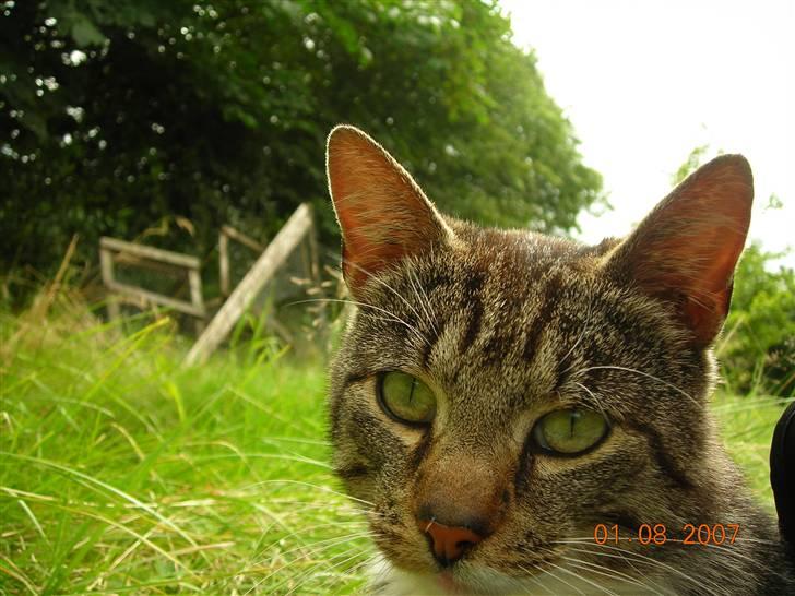 Huskat janosch billede 3