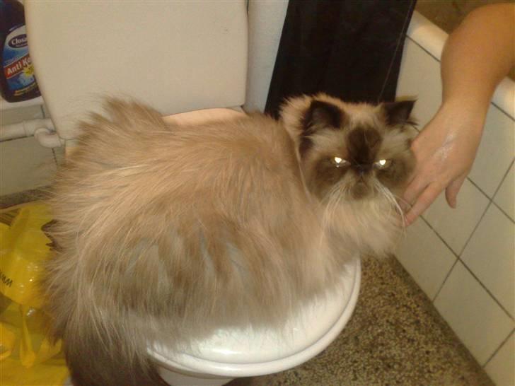 Colorpoint Ace Damion billede 7