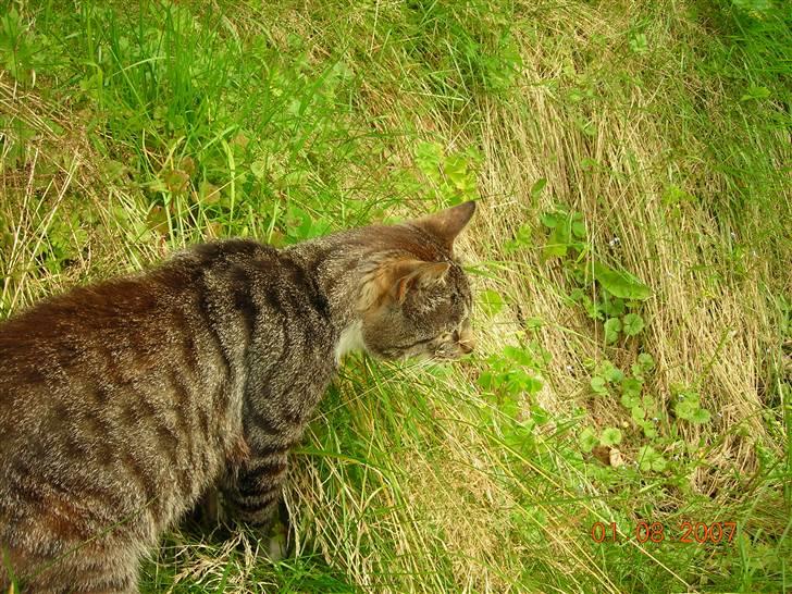 Huskat janosch - er der noget spændene der billede 4