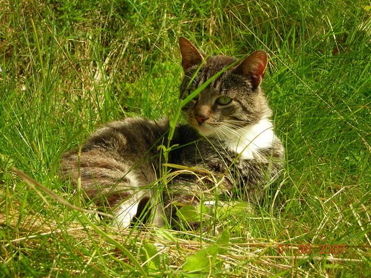 Huskat janosch billede 5