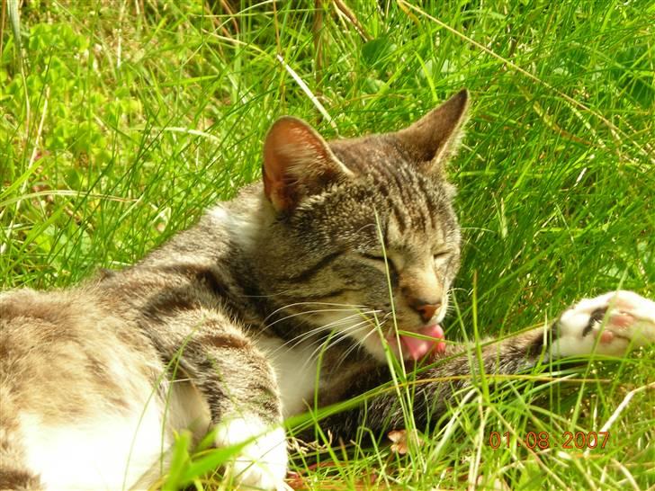 Huskat janosch billede 6