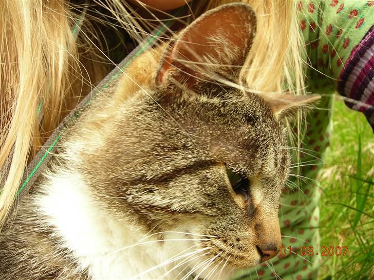 Huskat janosch billede 7