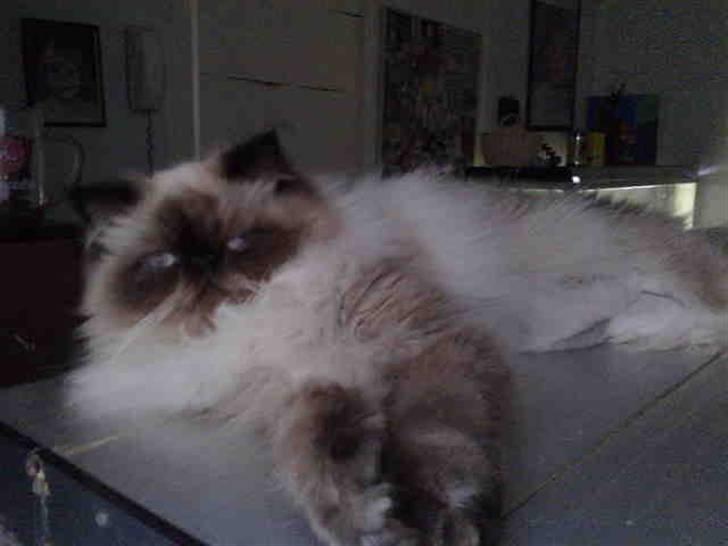 Colorpoint Ace Damion billede 8