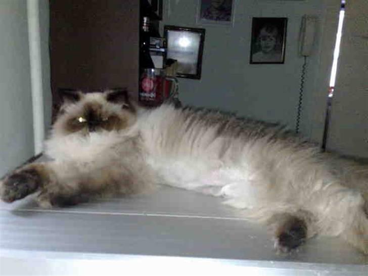 Colorpoint Ace Damion billede 9