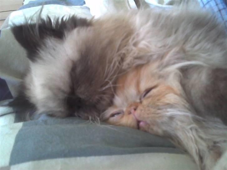 Colorpoint Ace Damion billede 10