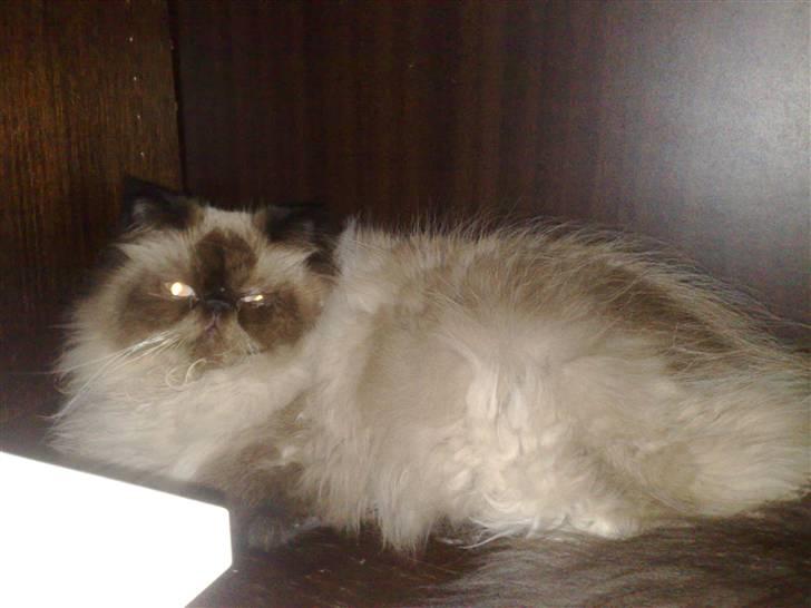 Colorpoint Ace Damion - når kaninen er ude leger jeg i buret billede 11