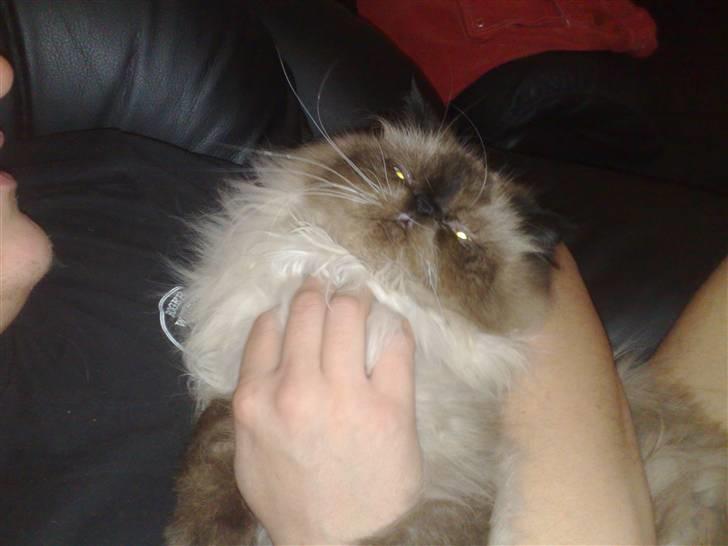 Colorpoint Ace Damion - øv opdaget billede 12